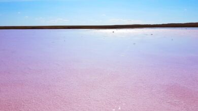 Photo of Розовое озеро закрыто для купания на выходные
