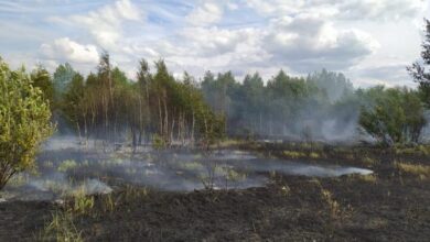 Photo of 48 гектаров леса сгорело в Акмолинской области