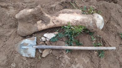 Photo of В Буландынском районе обнаружена кость мамонта