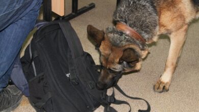 Photo of Служебный пёс обнаружил наркотик у жителя Акколя