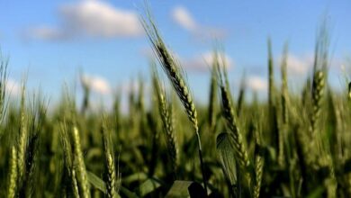 Photo of Аргентина первой в мире одобрила генно-модифицированную пшеницу