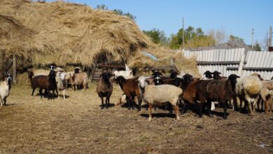 Photo of «Бастау Бизнес»: как многодетная мать занялась животноводством