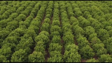 Photo of «Зеленой пояс» вокруг столицы: 65 млн. деревьев высадят в Акмолинской области до 2025 года