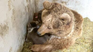 Photo of Медведица 2 месяца прятала от всех новорожденных медвежат в зоопарке Алматы