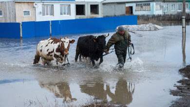Photo of Стали известны места эвакуации для домашних животных во время паводка