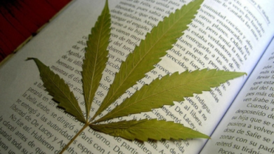 Photo of «Кайфовые» книги: марихуаной торговал библиотекарь в Кокшетау