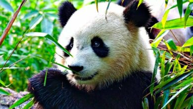 Photo of Китай перестал считать большую панду вымирающим животным