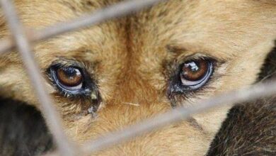 Photo of За жестокое обращение с животными можно будет получить реальный срок — проект закона