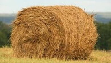 Photo of Сколько стоит тюк сена? – корма на зиму готовят в Акмолинской области