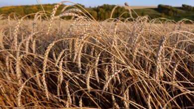 Photo of Урожай 2021 в Казахстане: цены на пшеницу выросли на четверть, на ячмень – на 74%