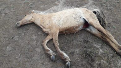 Photo of Замакима Мангистау ответил на вопрос о том, почему власти не предотвратили падеж скота