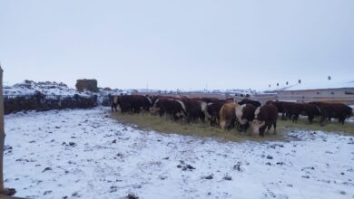 Photo of Около 700 голов бесхозного скота поместили в спецзагоны