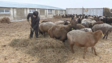 Photo of Акмолинским фермерам некуда сдавать шкуры животных