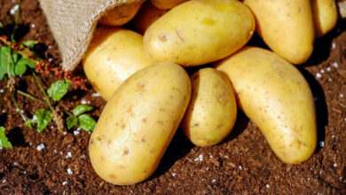 Photo of Признак ядовитого картофеля назвал эксперт