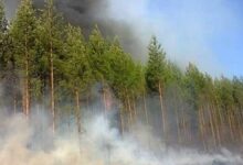 Photo of Беречь лес от пожара в канун майских праздников призвали акмолинцев!
