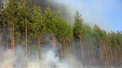 Photo of Беречь лес от пожара в канун майских праздников призвали акмолинцев!