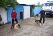 Photo of Двух пропавших собак нашли Кокшетауские спасатели