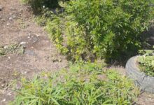 Photo of Житель города Степногорск, состоящий на наркоучете, выращивал коноплю на приусадебном участке