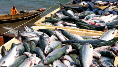 Photo of Не покупайте рыбу неустановленных местах – СЭС